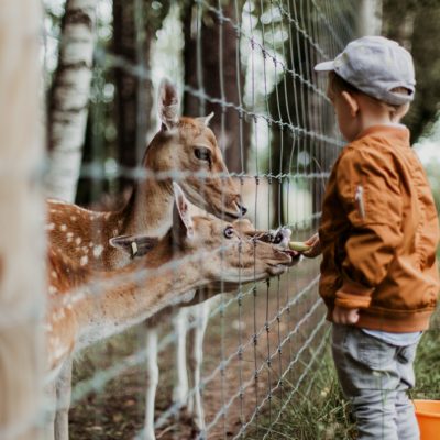 Boy Feeding Deer