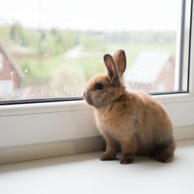 Rabbit looking out the window