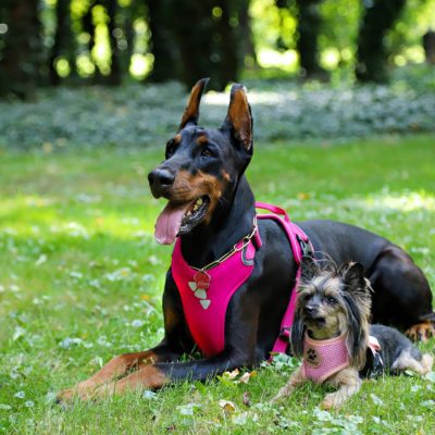 Dog harness on 2 dogs