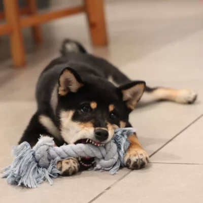 dog chewing on toy